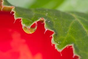 Dušan Škrlep_cvikl